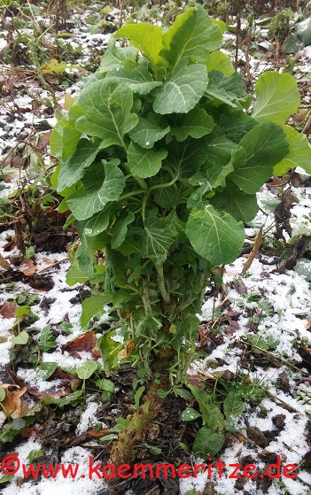 Ewiger Kohl Kämmeritze
