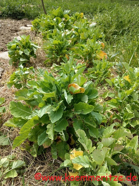 Ewiger Kohl Kämmeritze